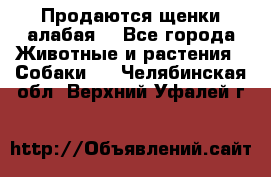 Продаются щенки алабая  - Все города Животные и растения » Собаки   . Челябинская обл.,Верхний Уфалей г.